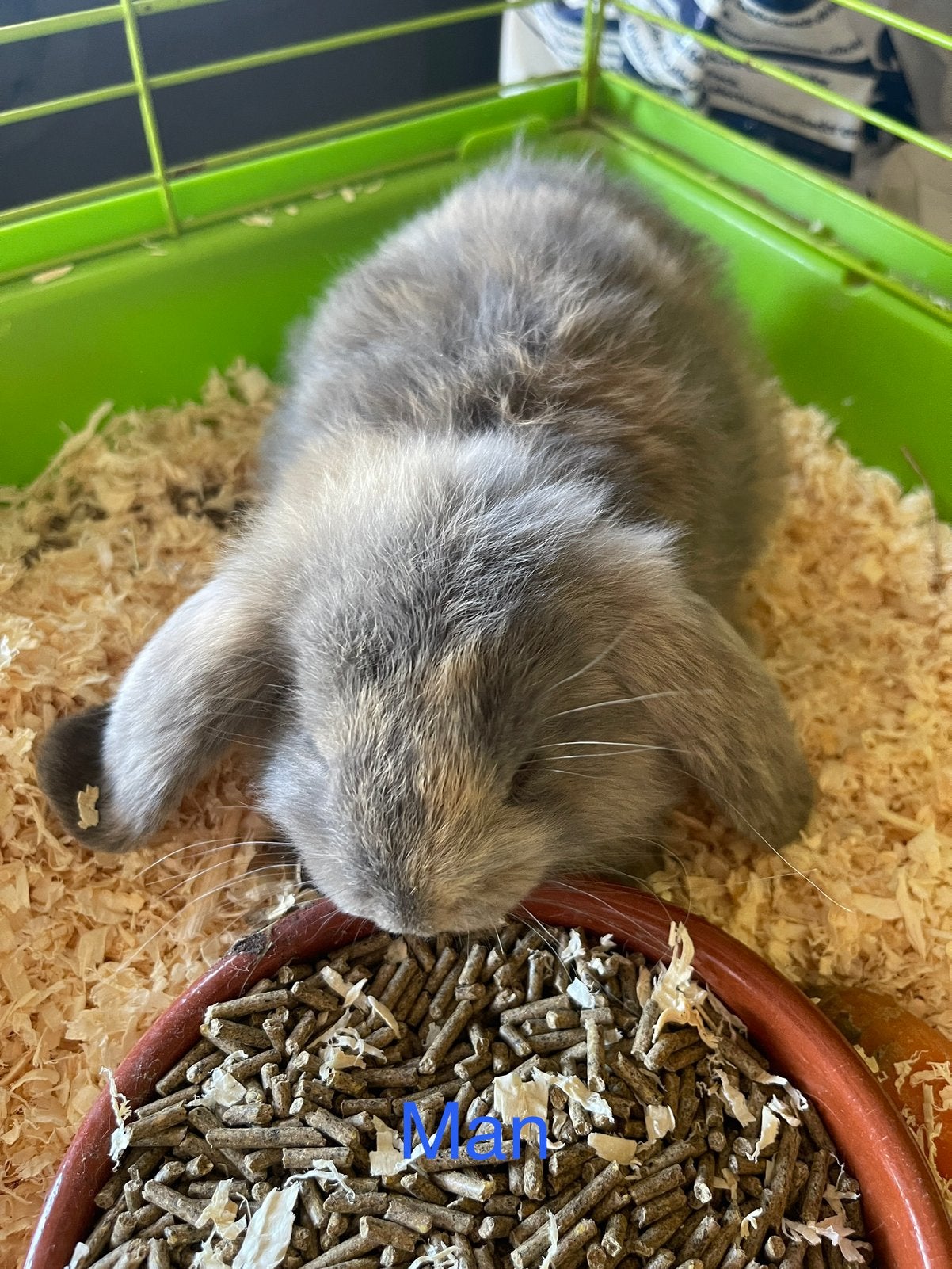 Franse hangoren, Dieren en Toebehoren, Hangoor