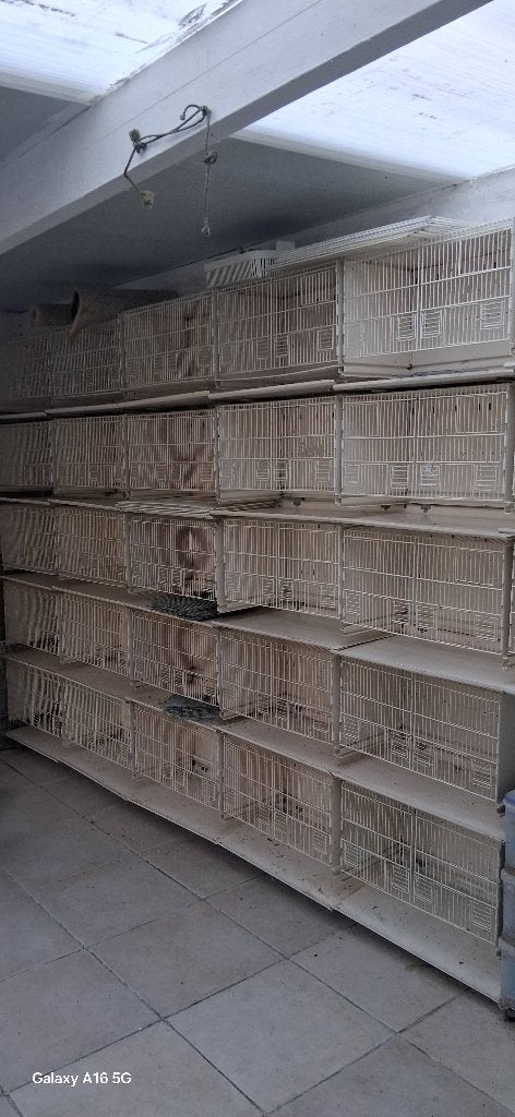 Cage élevage  italgabie, Dieren en Toebehoren, Vogels | Hokken en Kooien, Ophalen of Verzenden, Nieuw, Metaal, Broedkooi of Kweekkooi