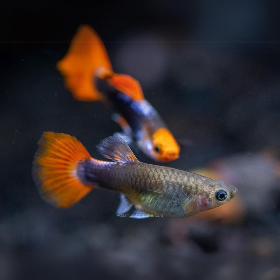Tuxedo Koi guppies te koop