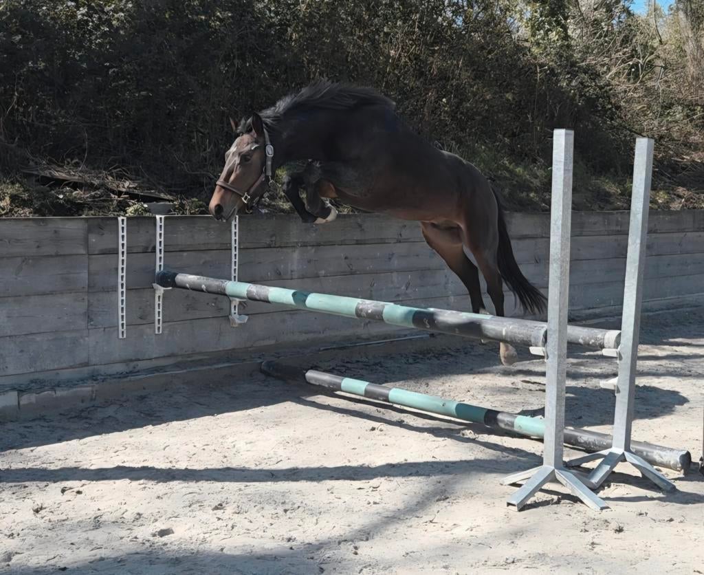 New forest, Dieren en Toebehoren