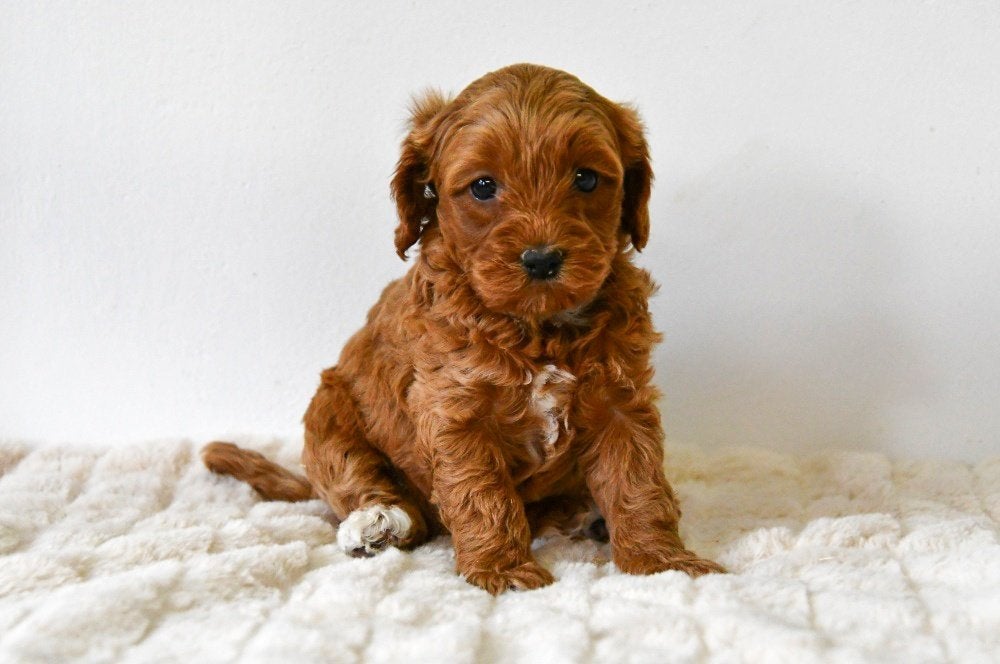 Chiots Cavapoo à vendre - Les deux parents sont présents, Animaux & Accessoires, Chiens | Sans pedigree, Maladie de Carré (chiens)