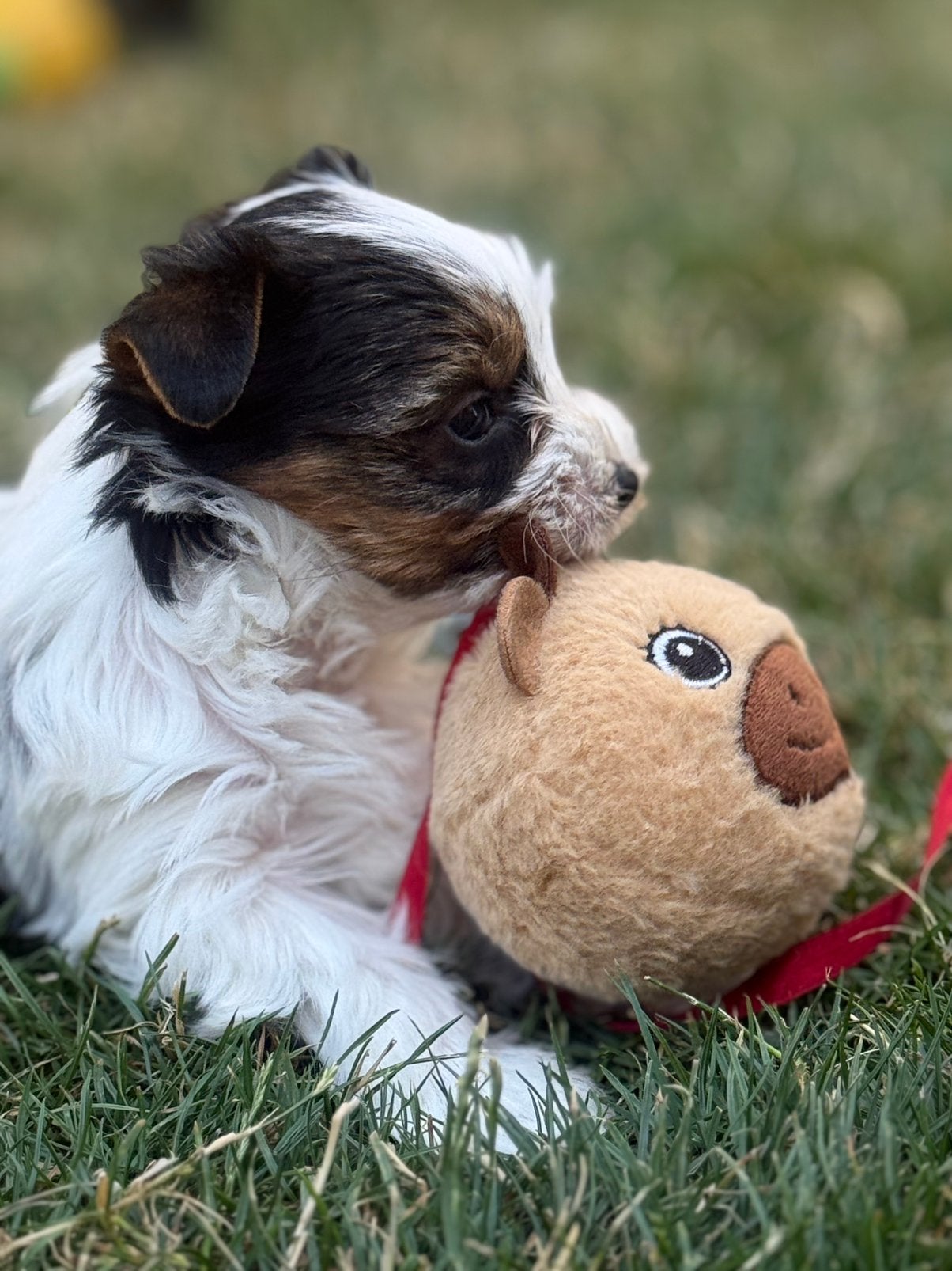 Biewer york puppies, Dieren en Toebehoren, Honden | Jack Russells en Terriërs, Yorkshire Terriër, België, CDV (hondenziekte), 8 tot 15 weken