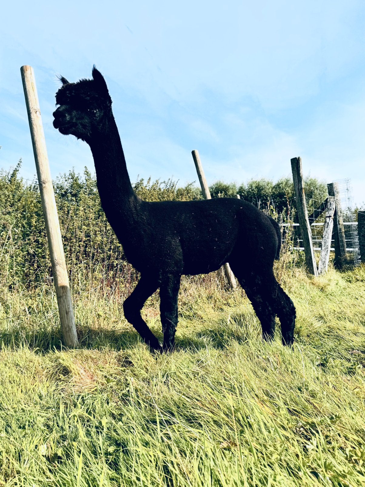Alpacahengst te koop, Dieren en Toebehoren, Januari, Mannelijk
