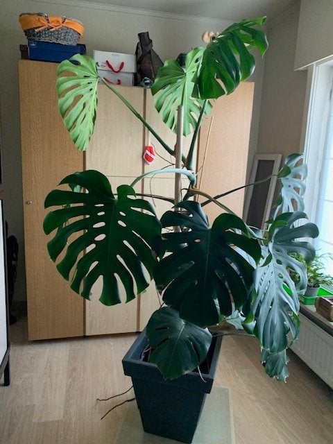 Te koop grote monstera plant, Huis en Inrichting, Ophalen, Overige soorten, Halfschaduw, In pot
