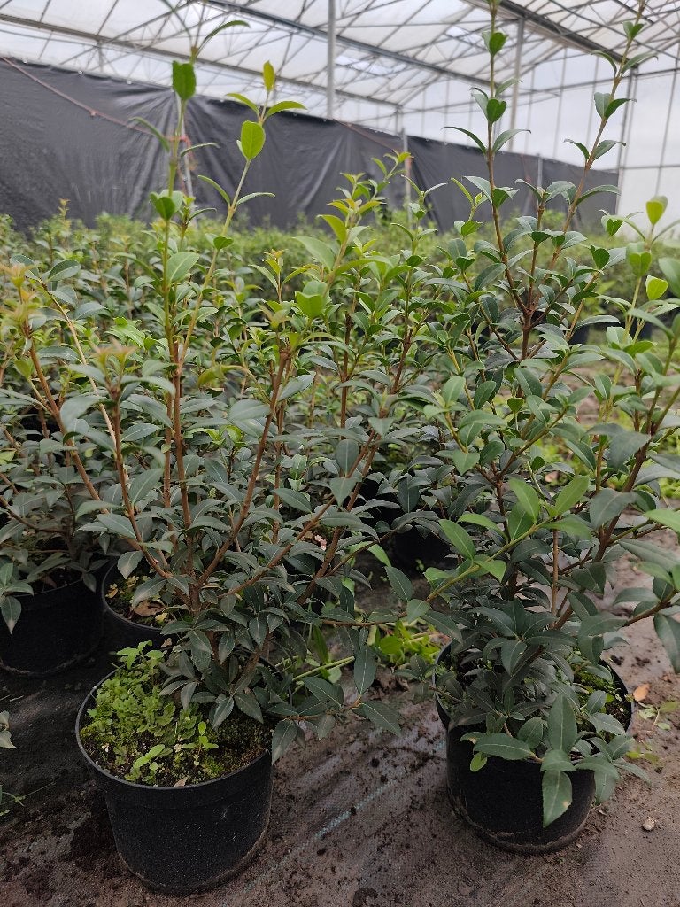 Osmanthus burkwoodii 2 liter STUNTPRIJS 5€, Tuin en Terras, Ophalen, Overige soorten, Haag