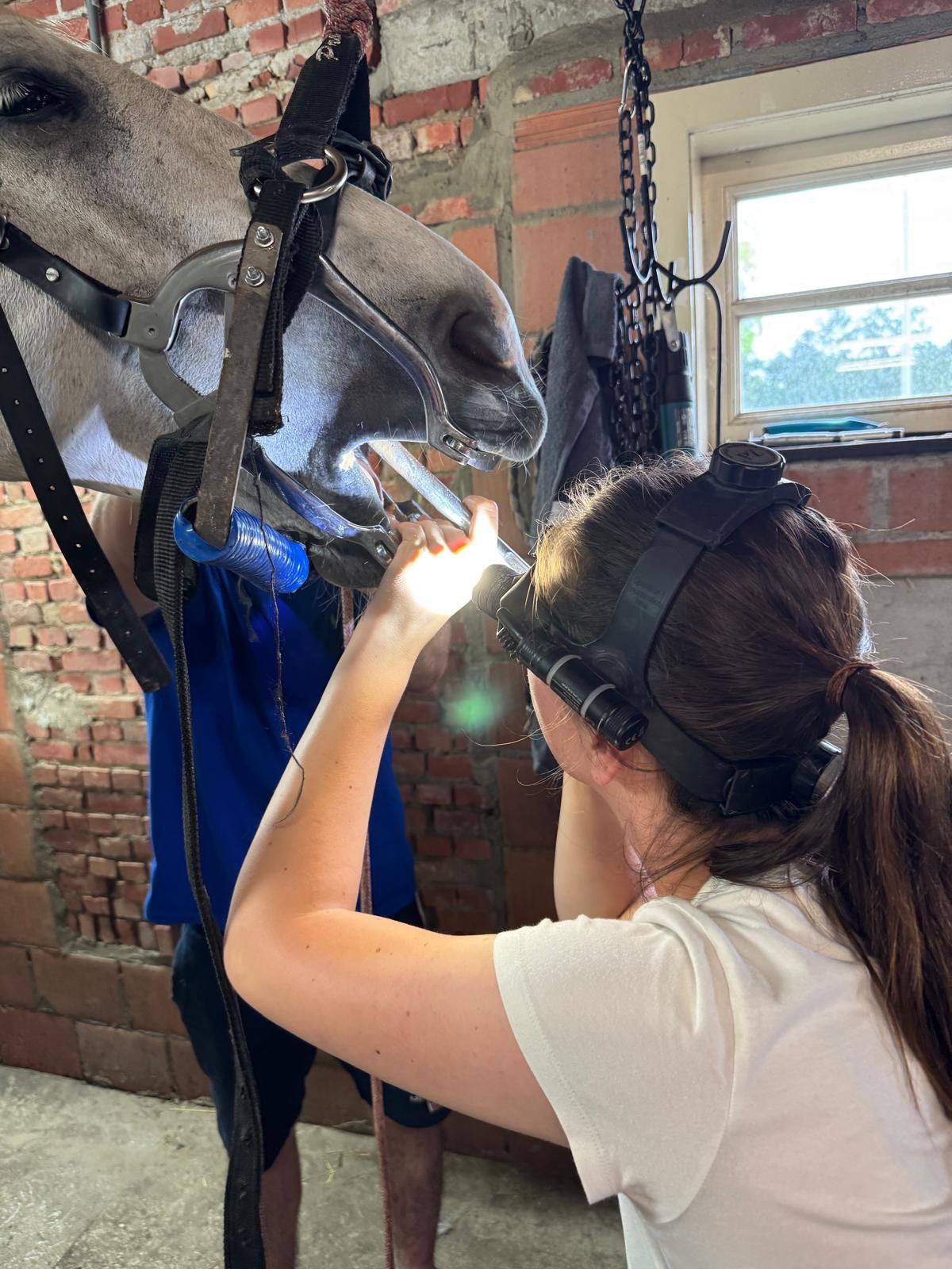 Paarden, Dieren en Toebehoren, Paarden en Pony's | Verzorgingsproducten, Zo goed als nieuw, Ophalen