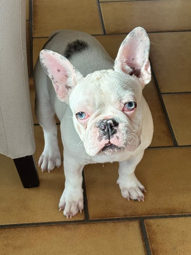 Franse Bulldog Puppy, België, Fokker | Hobbymatig, CDV (hondenziekte), 8 tot 15 weken