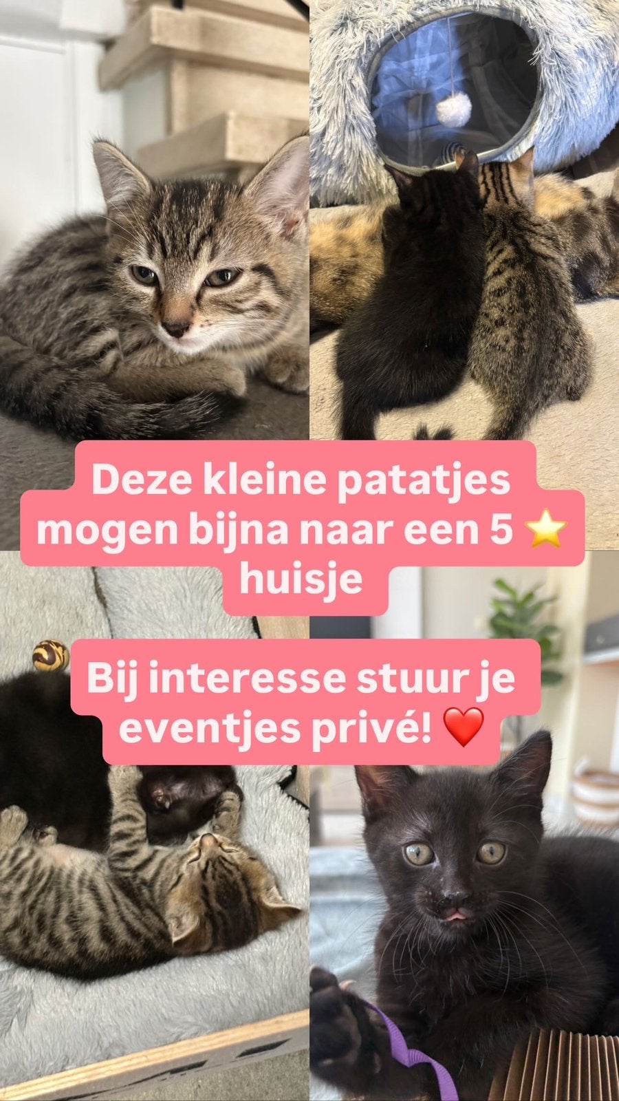 Kittens op zoek naar 5️ huisje, Chat