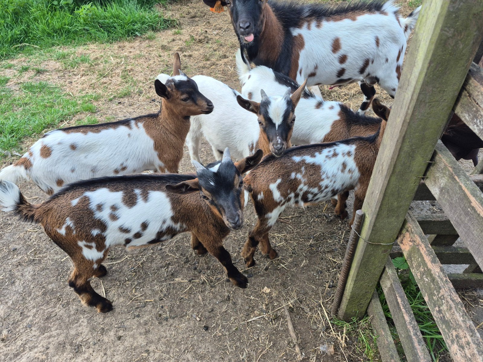 Chevreaux, Animaux & Accessoires, Moutons, Chèvres & Cochons, Femelle