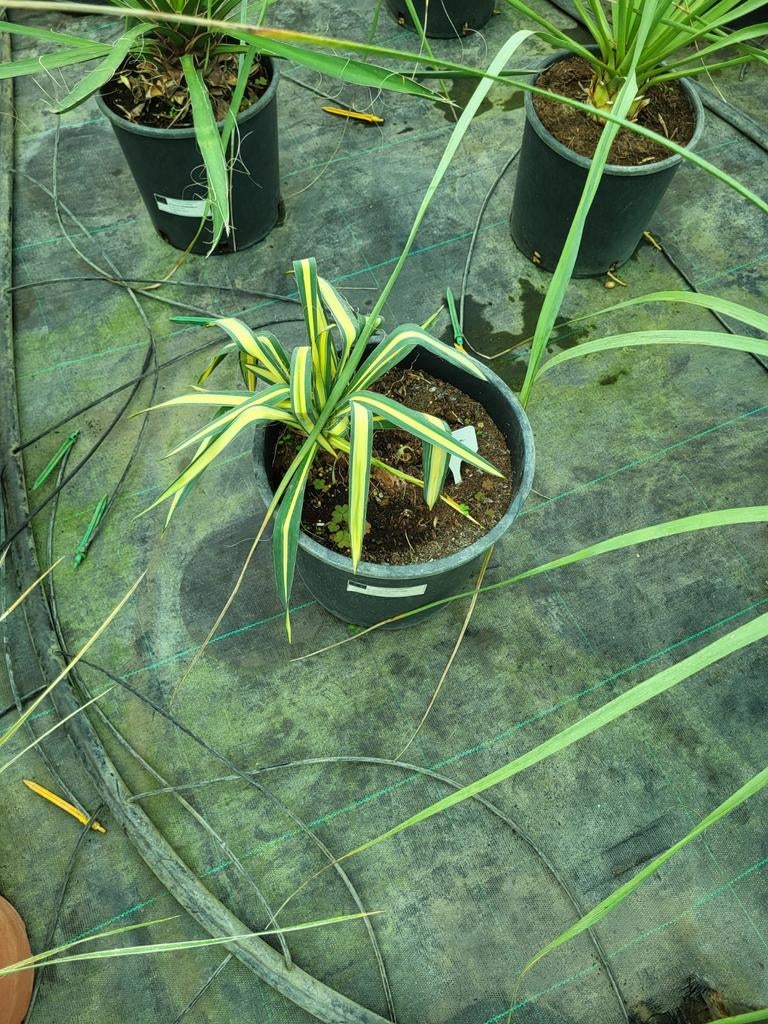 Yucca filamentosa, Ophalen