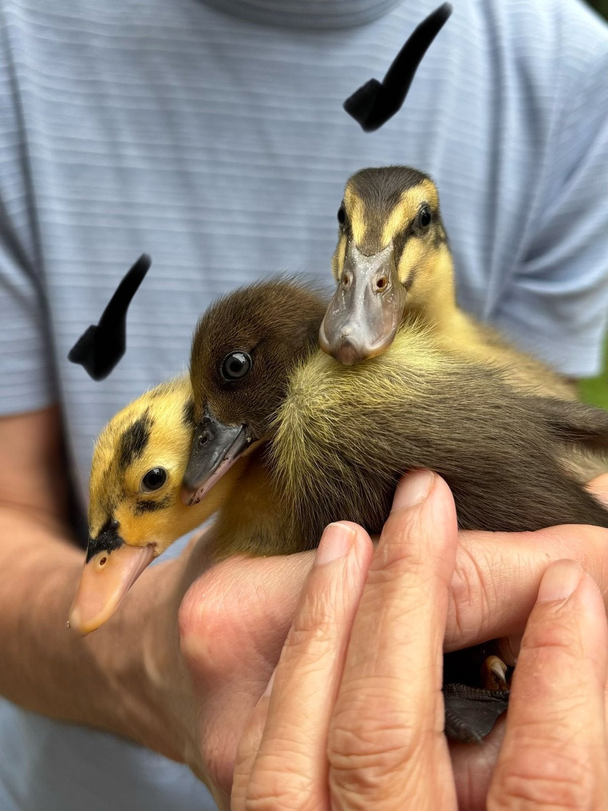 2 loopeend kuikens te koop, Dieren en Toebehoren, Geslacht onbekend, Tam