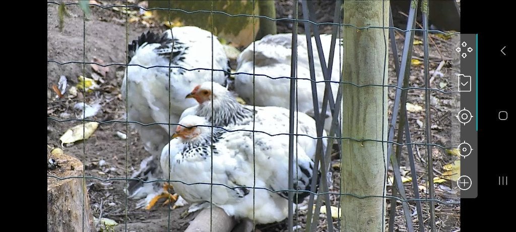 Brahma haan, Animaux & Accessoires, Mâle, Poule ou poulet