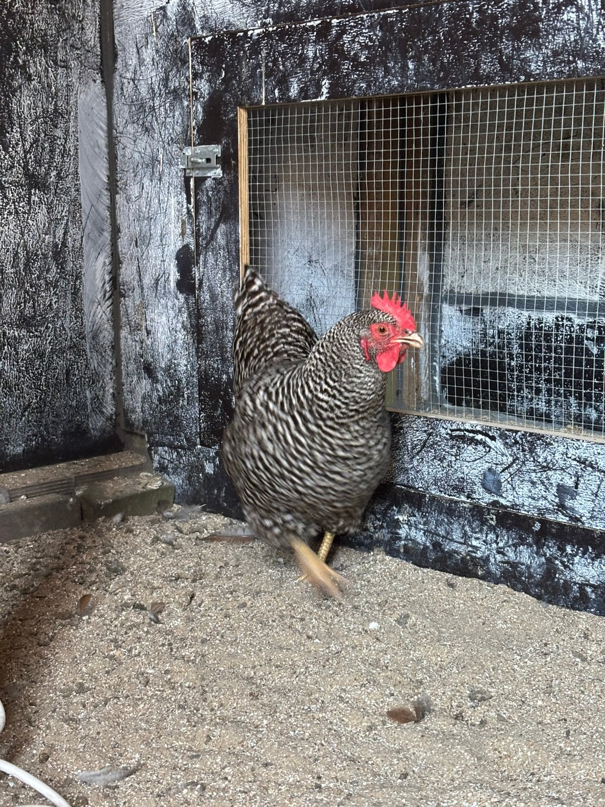 Amrock hen