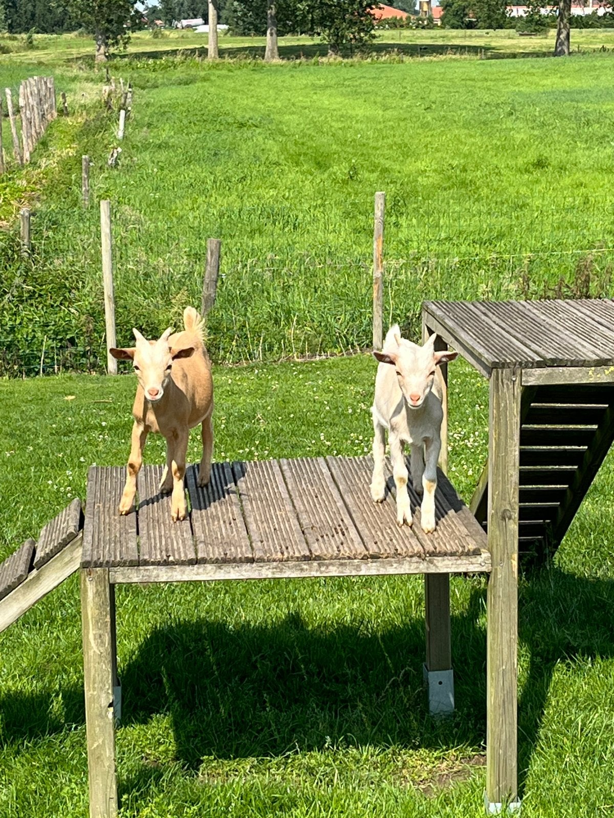 Geiten lammetjes te koop