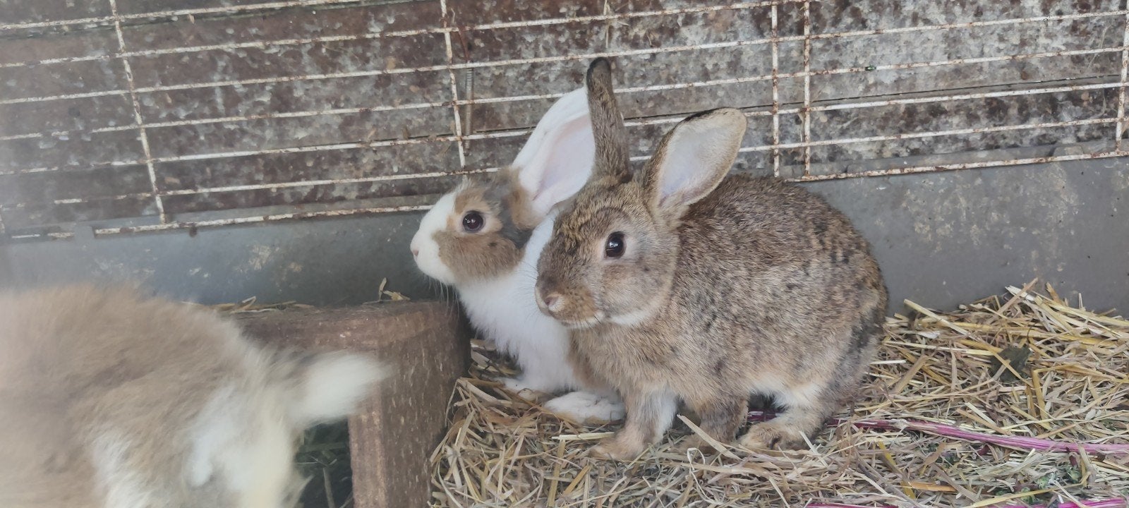 Jeunes lapins nains, Plusieurs animaux, Petit, 0 à 2 ans