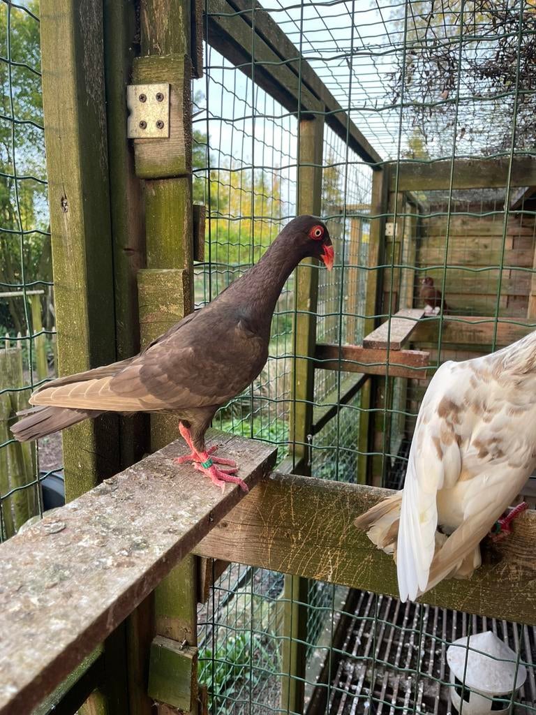 Deense tuimelaars, Dieren en Toebehoren, Vogels | Duiven
