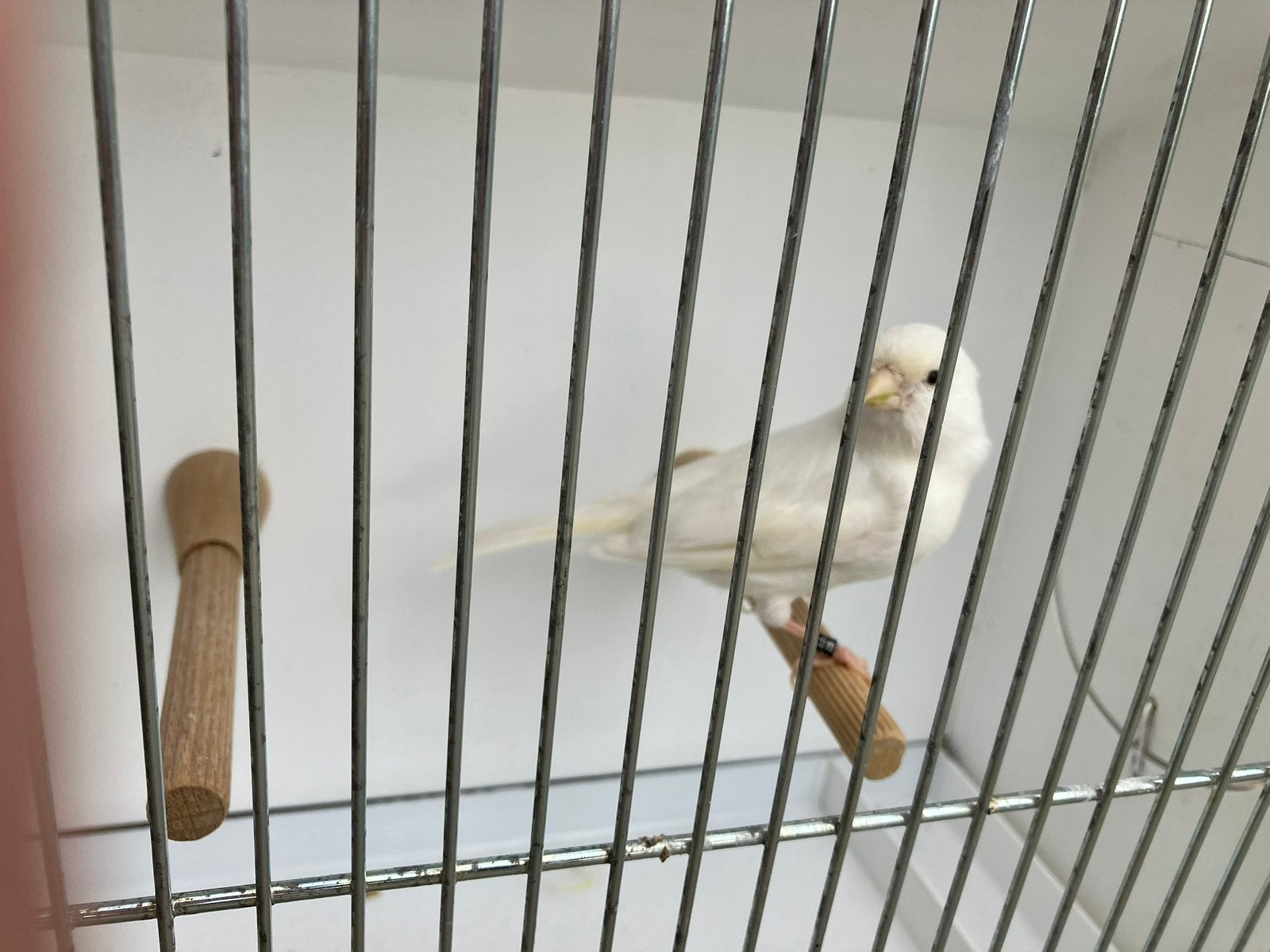 Witte pop, Femelle, Canari de couleur