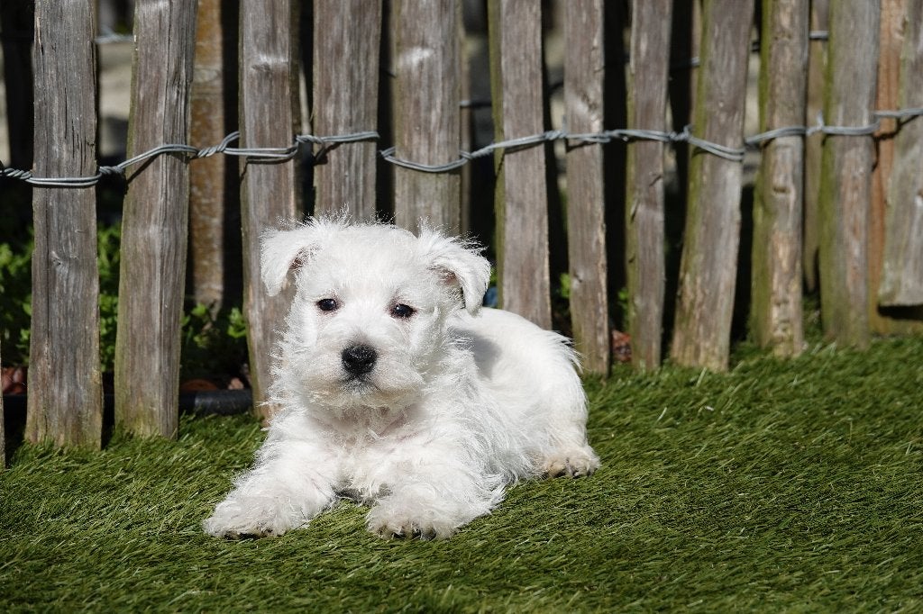 West Highland White Terriër pups (Westie, 100% belgisch), Dieren en Toebehoren, Honden | Jack Russells en Terriërs, Parvo, België