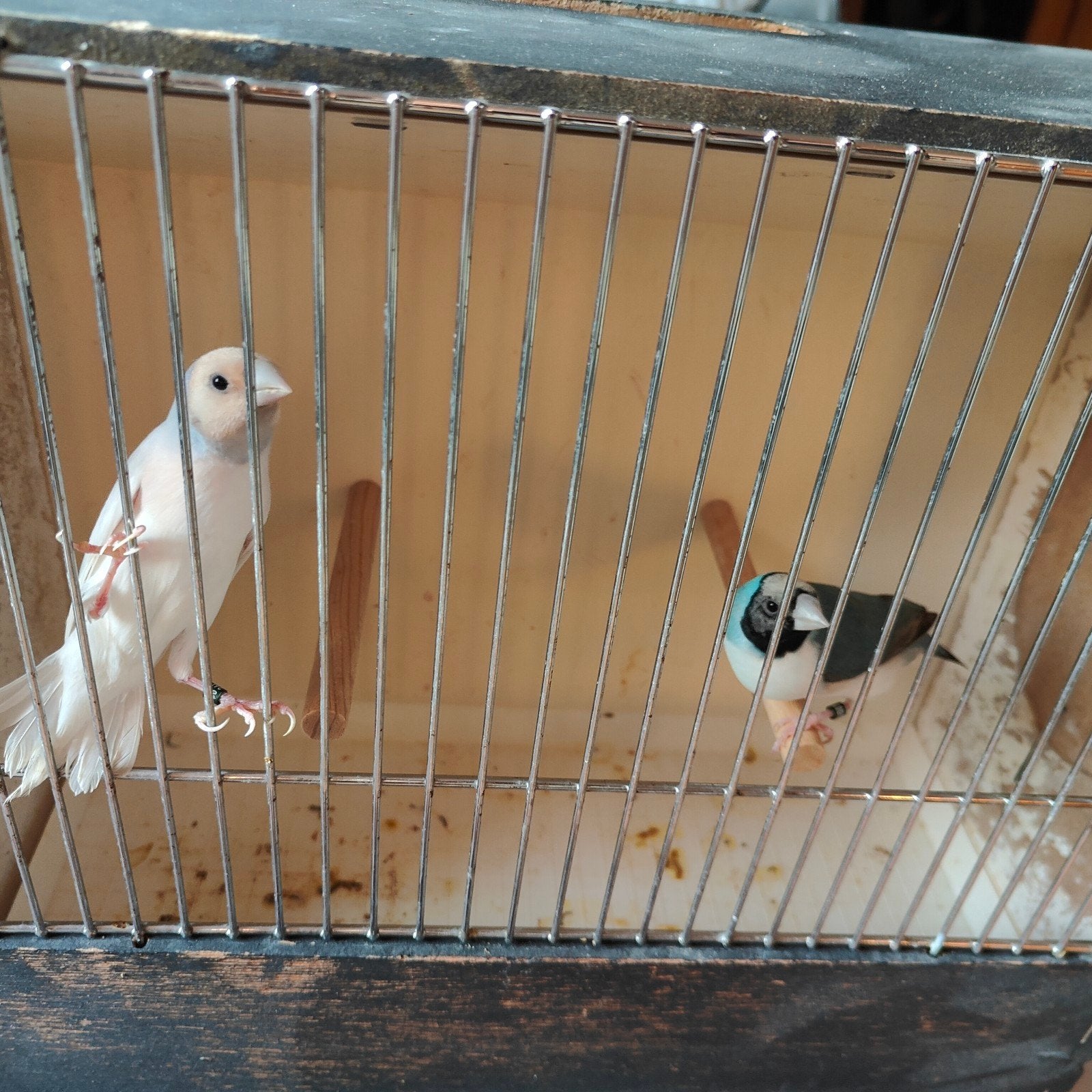 Gouldamadines, Animaux & Accessoires, Oiseaux | Oiseaux Autre