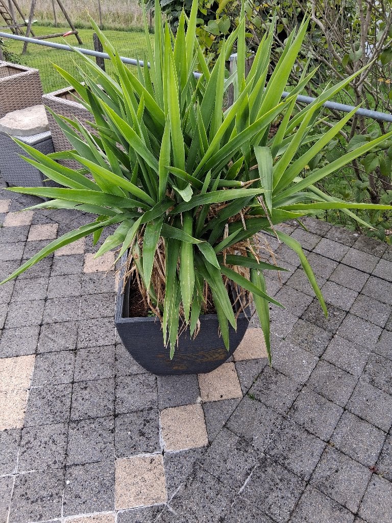 Yucca elephantipes, nénuphar, Plante verte, Enlèvement, Yucca, Moins de 100 cm