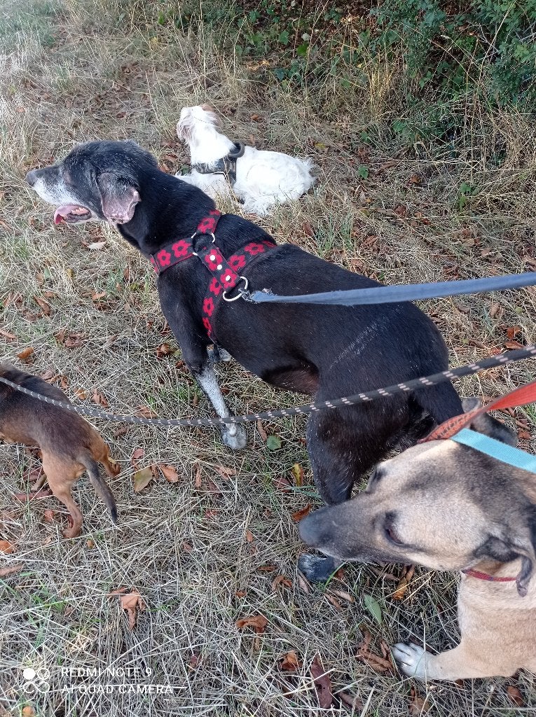dogsEmotion hondenuitlaatservice en therapie, Komt aan huis, Overige therapie