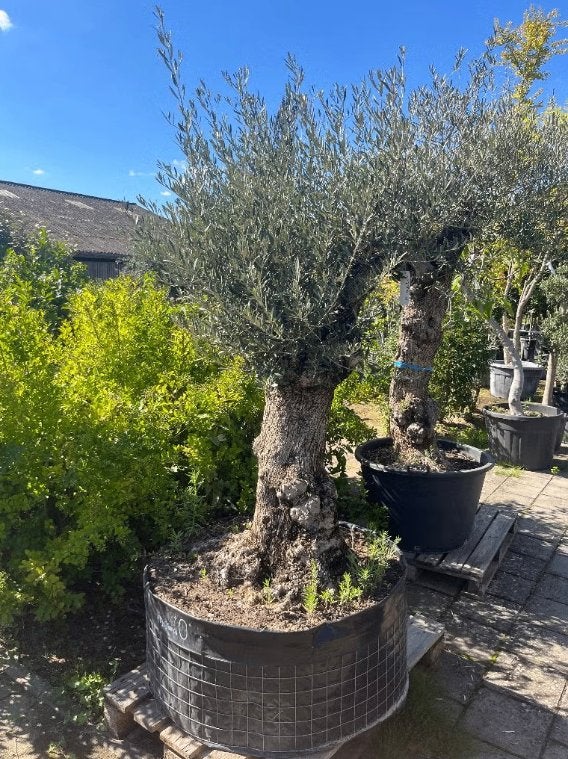 Olijfboom - Olea Europaea Pata, Ophalen of Verzenden, 100 tot 250 cm, Olijfboom, Zomer