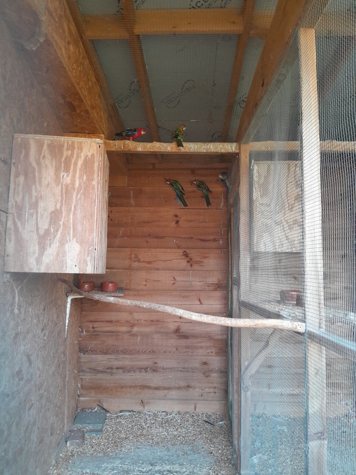 Rosellas