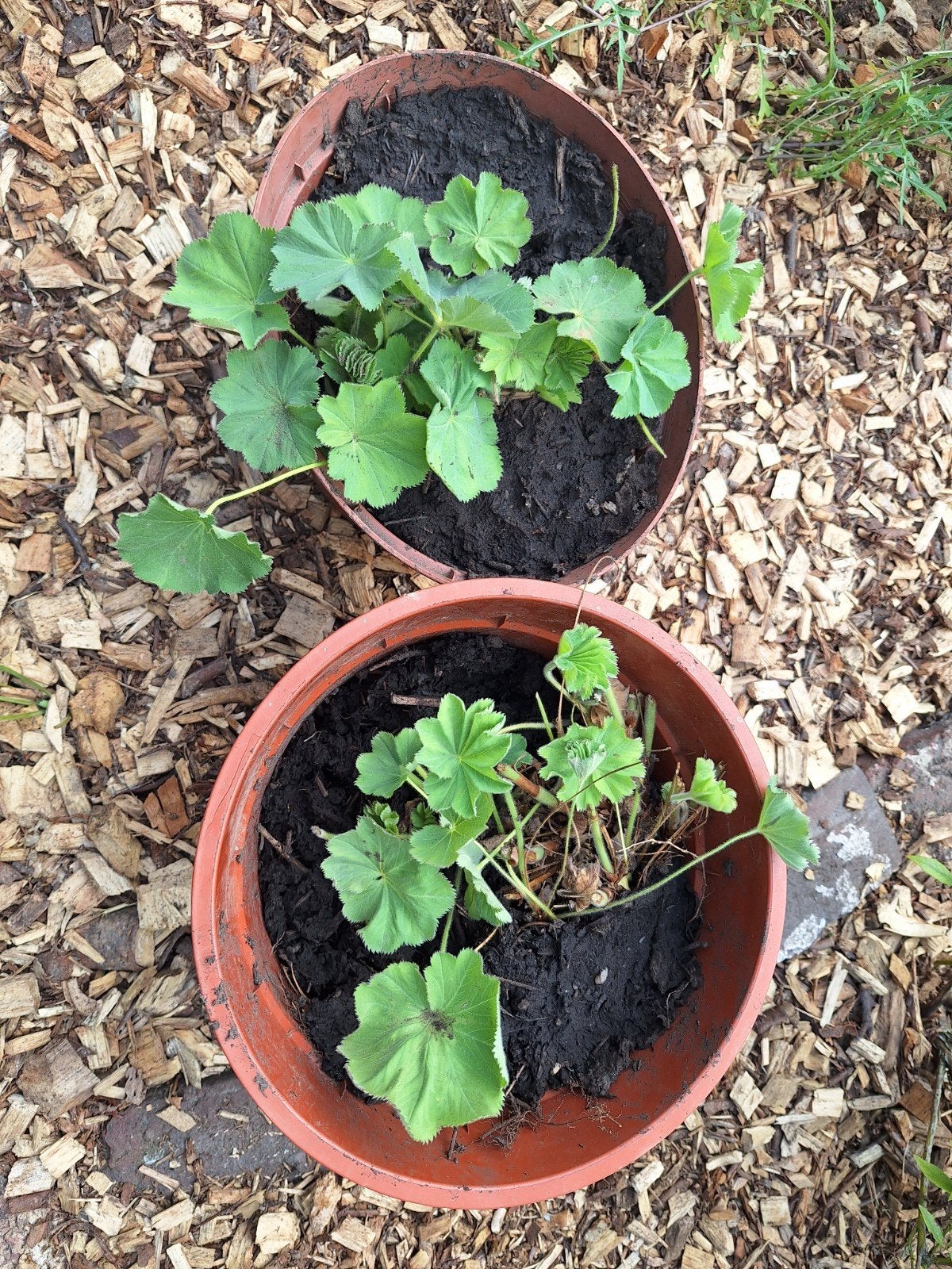 Alchemilla (vrouwenmantel), Tuin en Terras, Planten | Tuinplanten, Ophalen