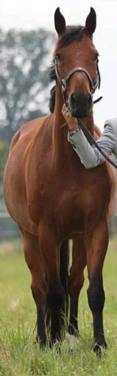 paard voor recreatieve ruiter, Gechipt, B, Ruin, 11 jaar of ouder