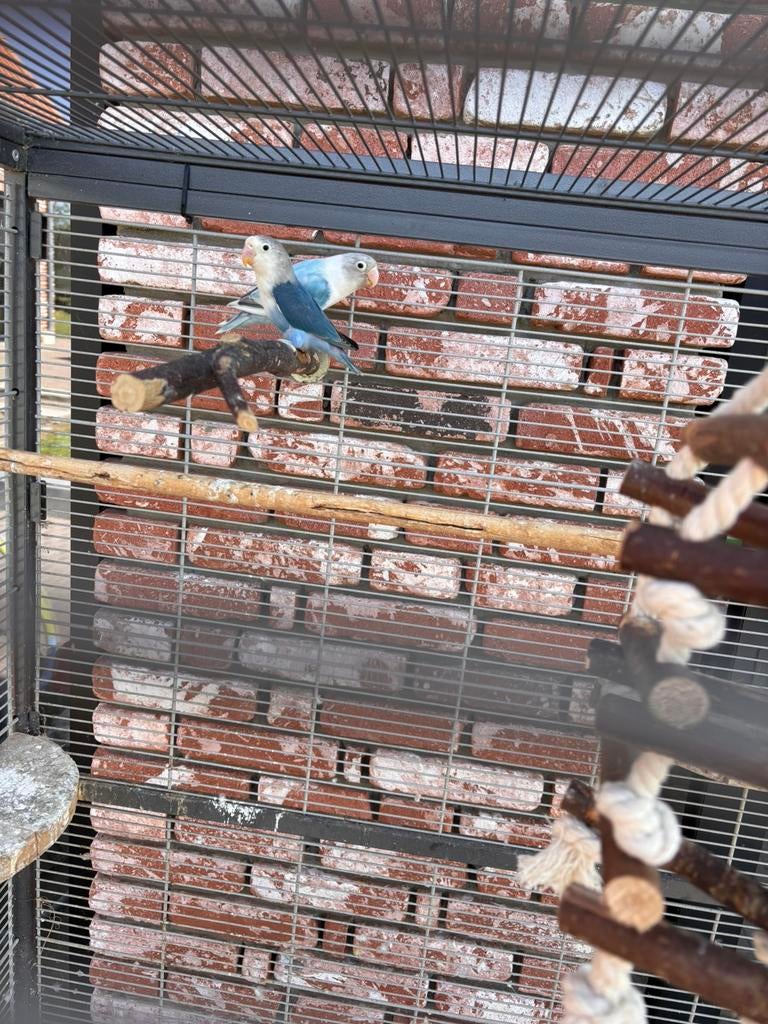 Koppeltje fischeri, Dieren en Toebehoren, Meerdere dieren, Dwergpapegaai of Agapornis