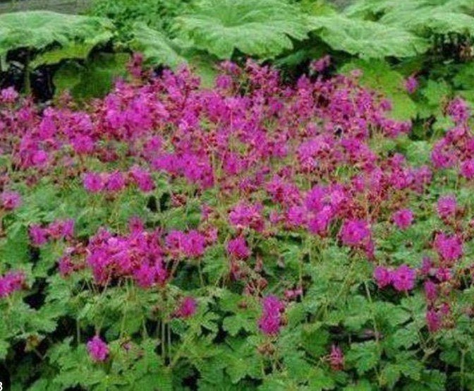 Tuingeranium macrorrhizum, Tuin en Terras, Ophalen, Bodembedekkers, Vaste plant, Halfschaduw