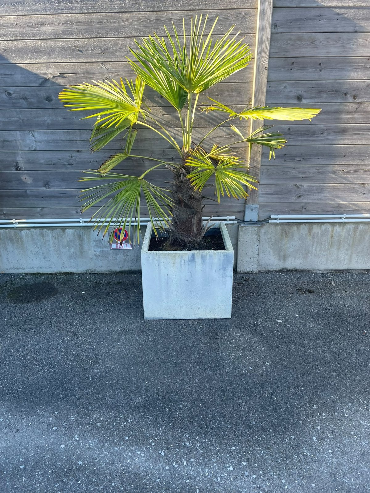 Trachycarpus fortunei in betonnen plantenbak, Tuin en Terras, Ophalen, Palmboom