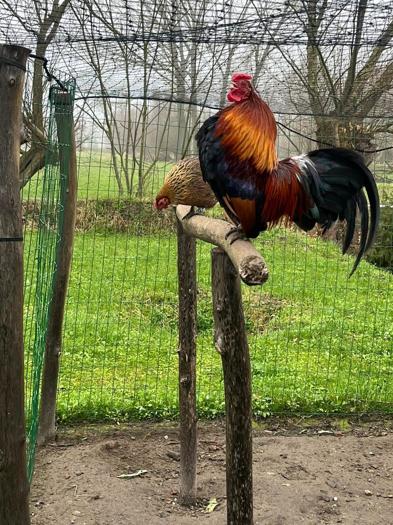 Broedeieren Waasse kriel, Dieren en Toebehoren, Pluimvee