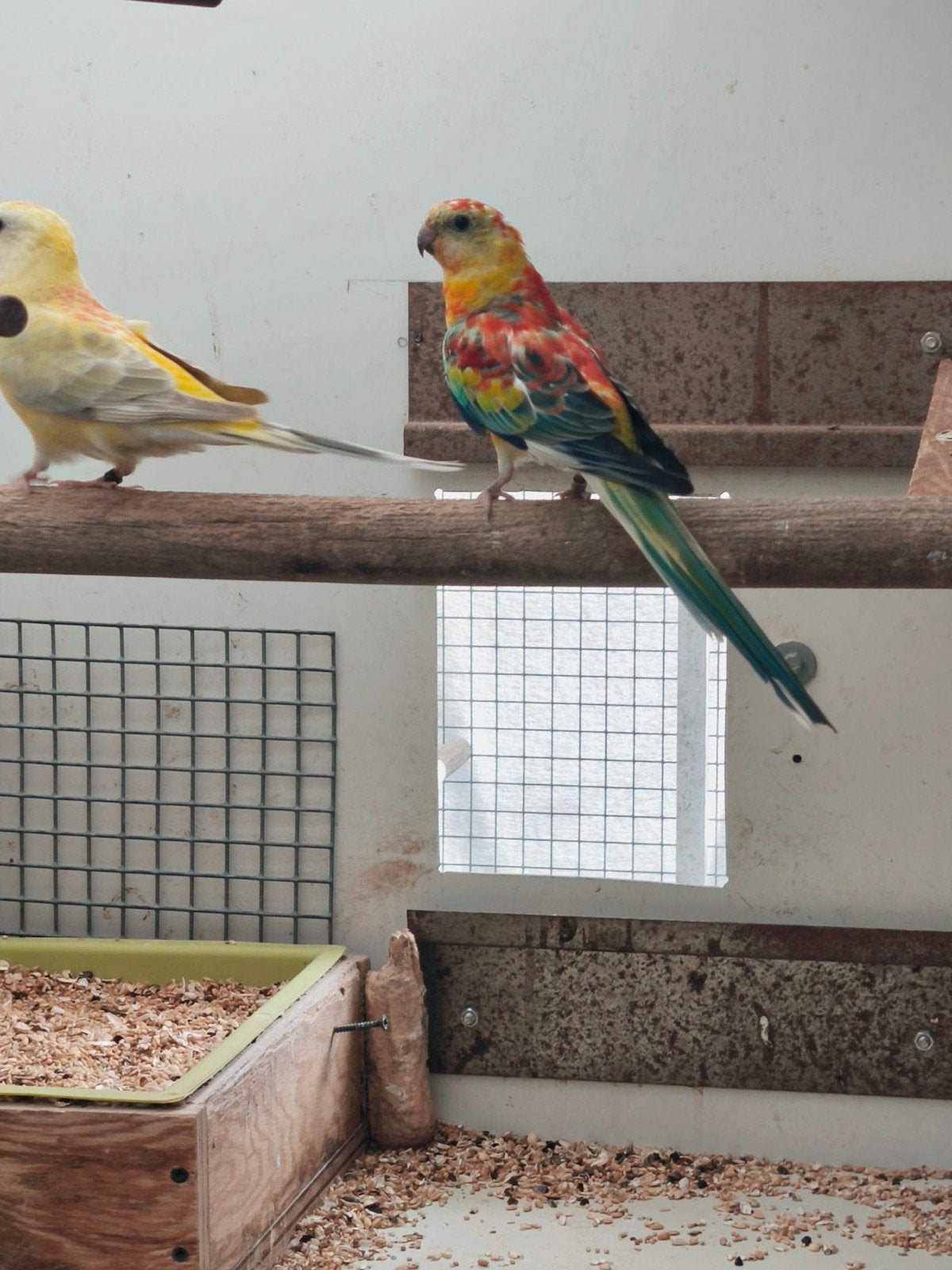 koppel roodrug parkieten, Dieren en Toebehoren