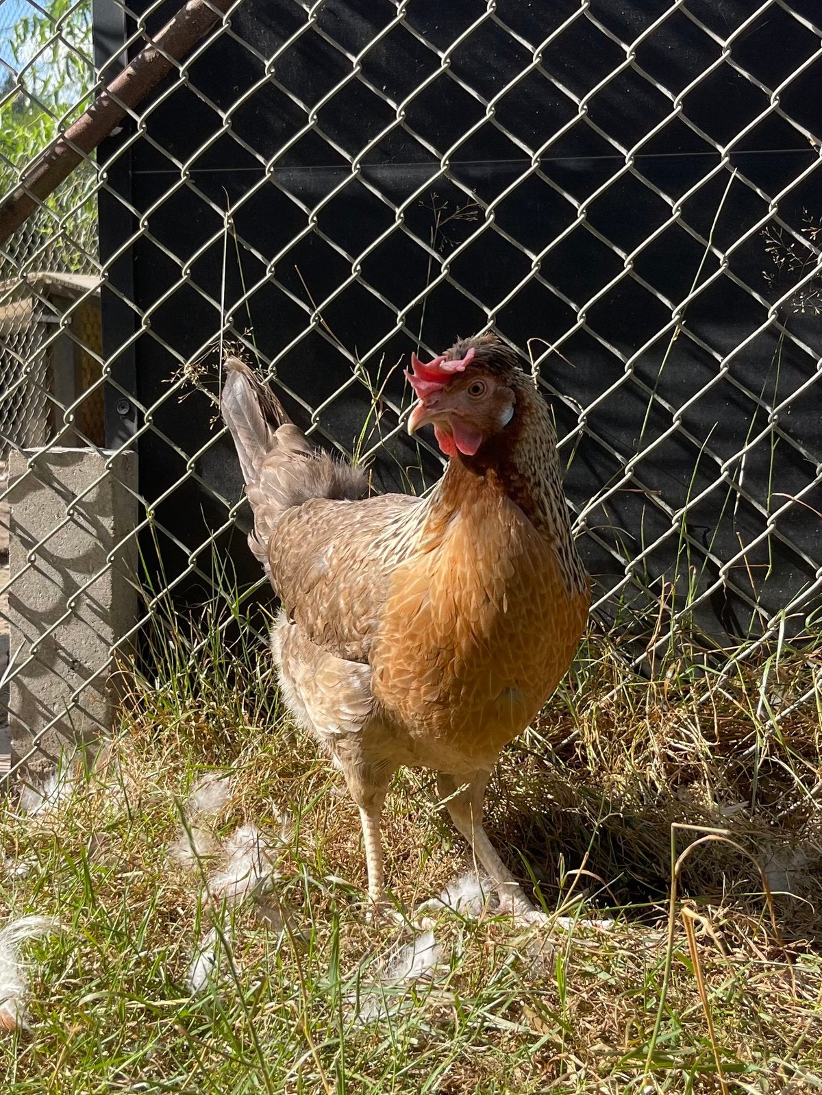 Jonge cream legbar hen, Dieren en Toebehoren