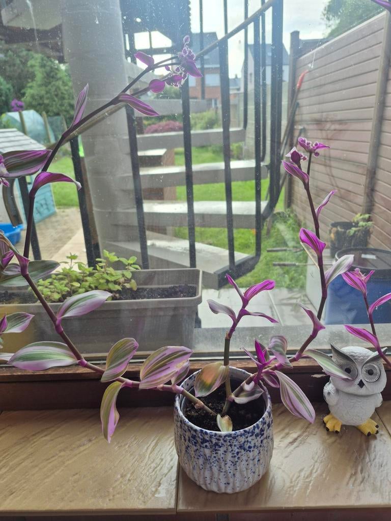 Tradescantia nanouk, Enlèvement