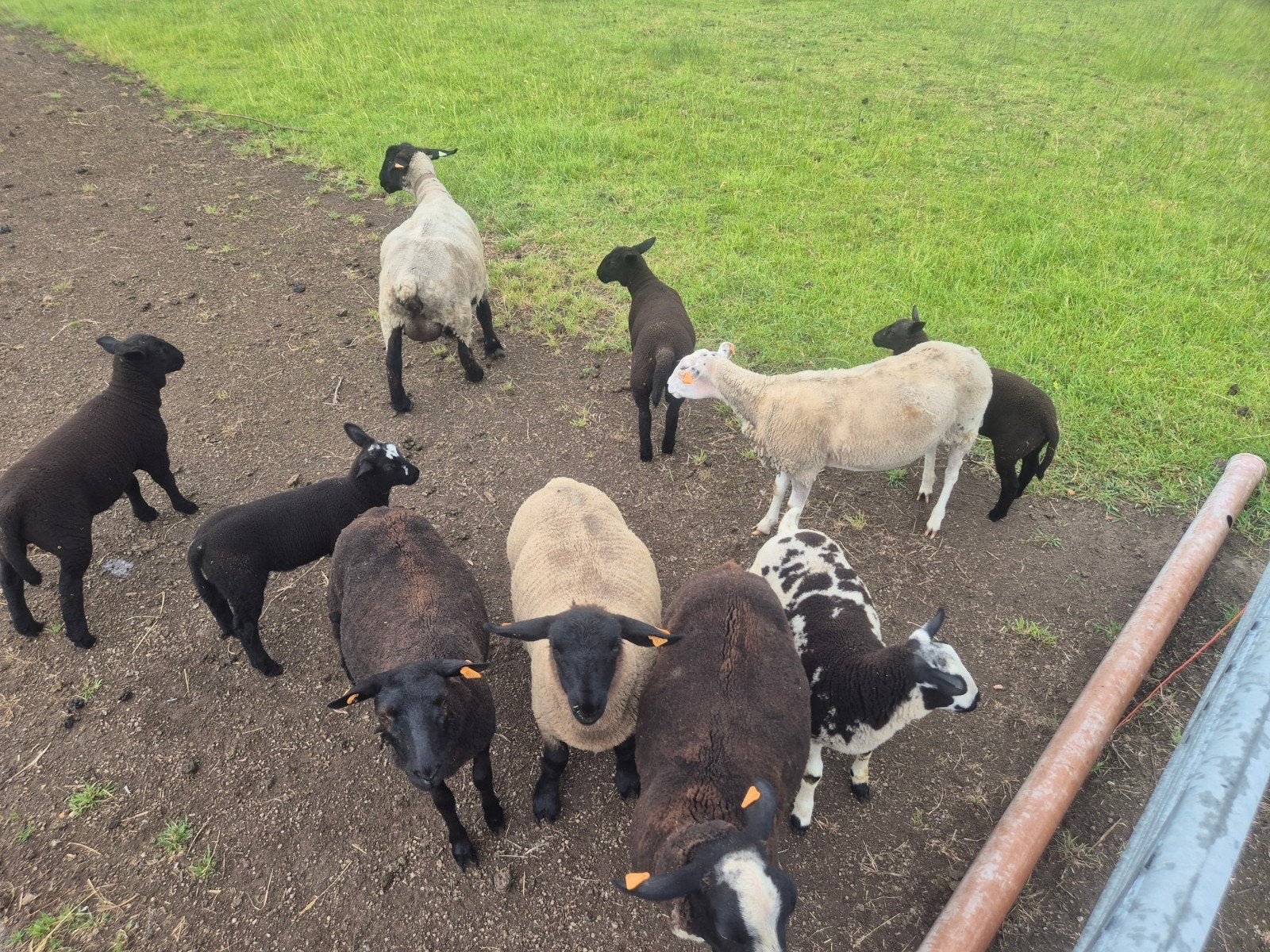 Kudde schapen te koop
