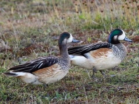 Jonge chilismienten, Dieren en Toebehoren
