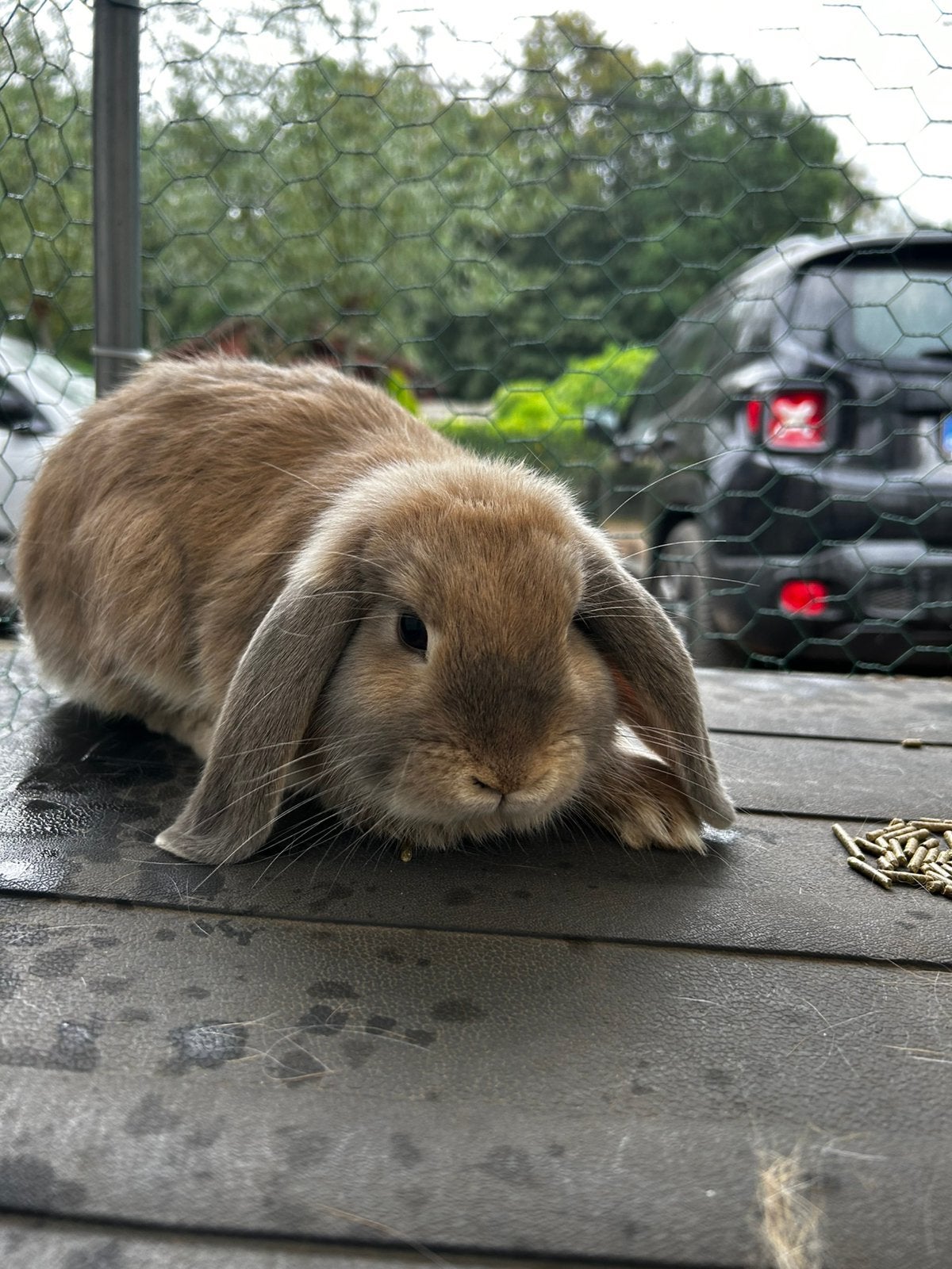 Minilop voedster, Dieren en Toebehoren, Vrouwelijk, Dwerg, Hangoor, 0 tot 2 jaar