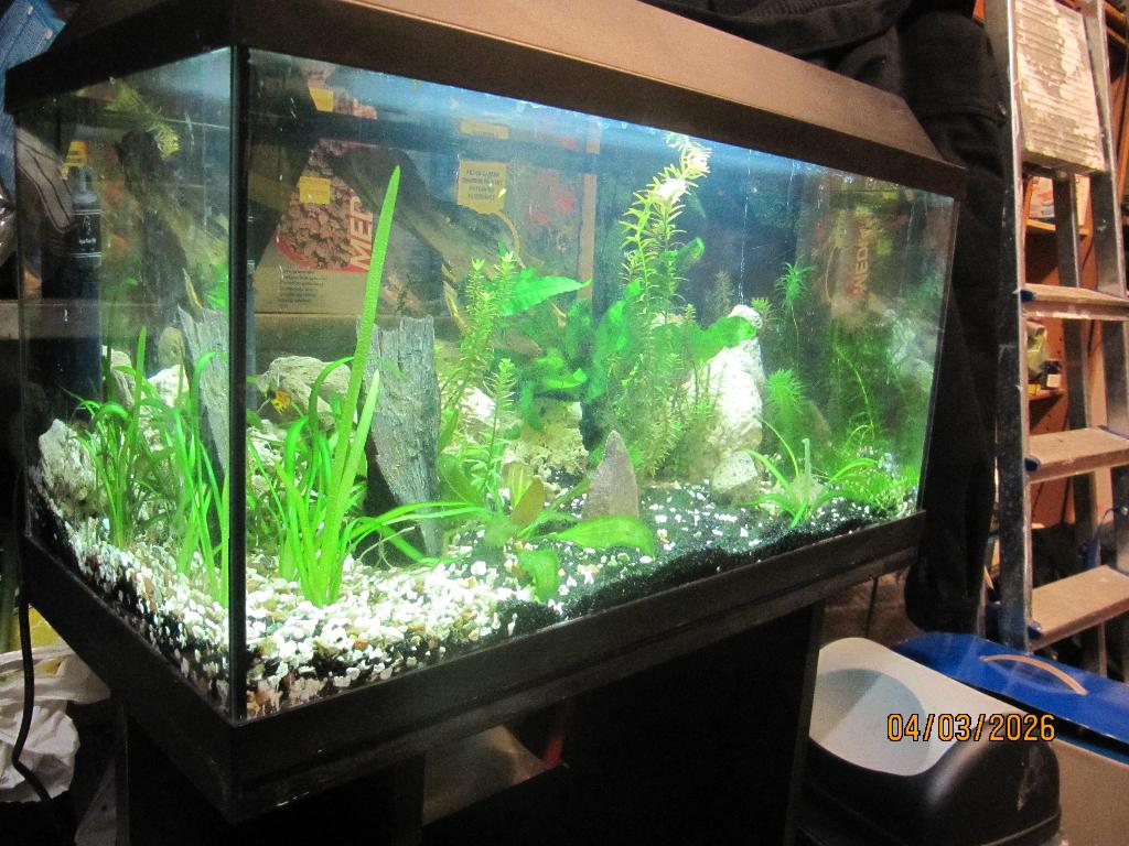 Mooi beplant aquarium, Dieren en Toebehoren, Ophalen, Verwarming, Filter