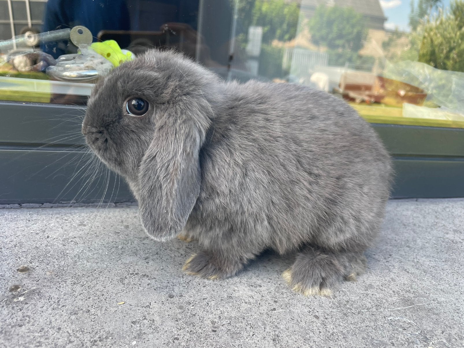 Minilop konijntje, Dieren en Toebehoren, Konijnen