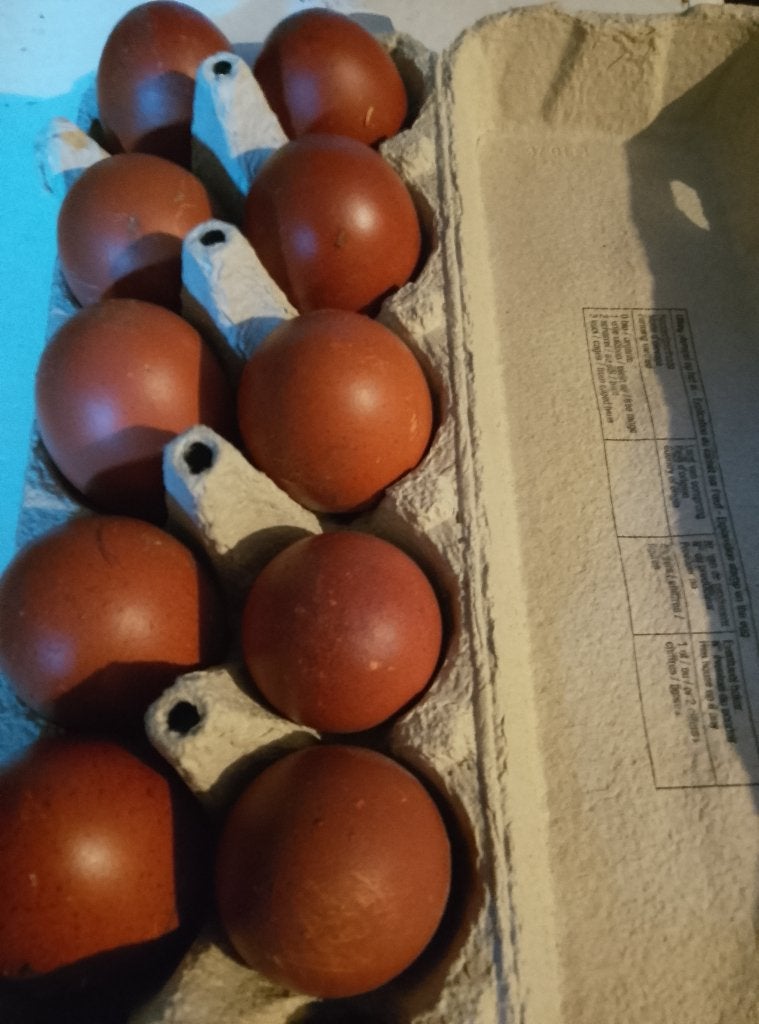 Broedeieren Marans zwart koperhals, Dieren en Toebehoren, Pluimvee