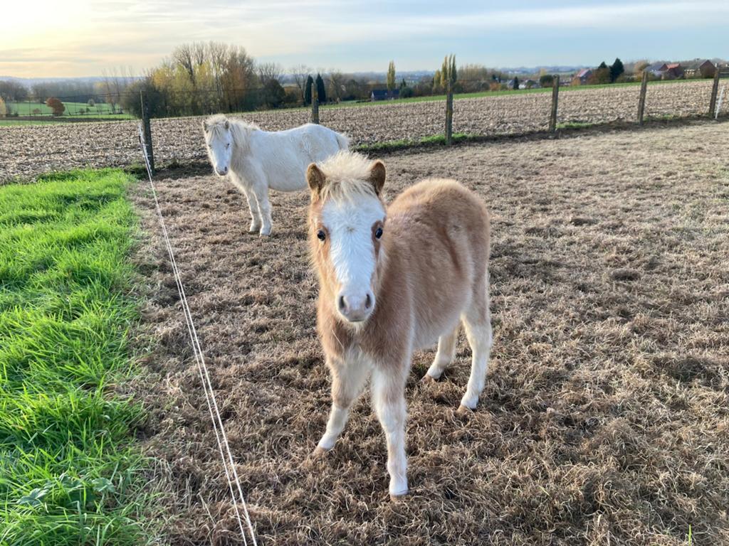 Amha jaarling hengst, Dieren en Toebehoren, Pony's, Hengst