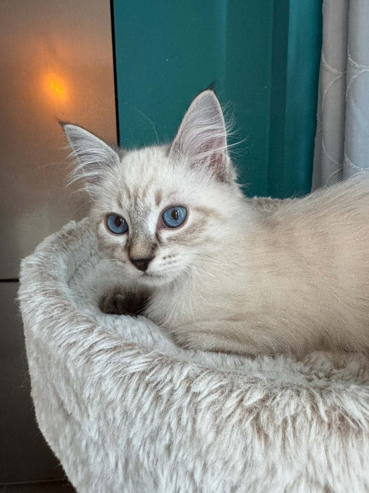 Siberische kittens te koop, Dieren en Toebehoren, Katten en Kittens | Raskatten | Langhaar, Kater, Met stamboom, 0 tot 2 jaar