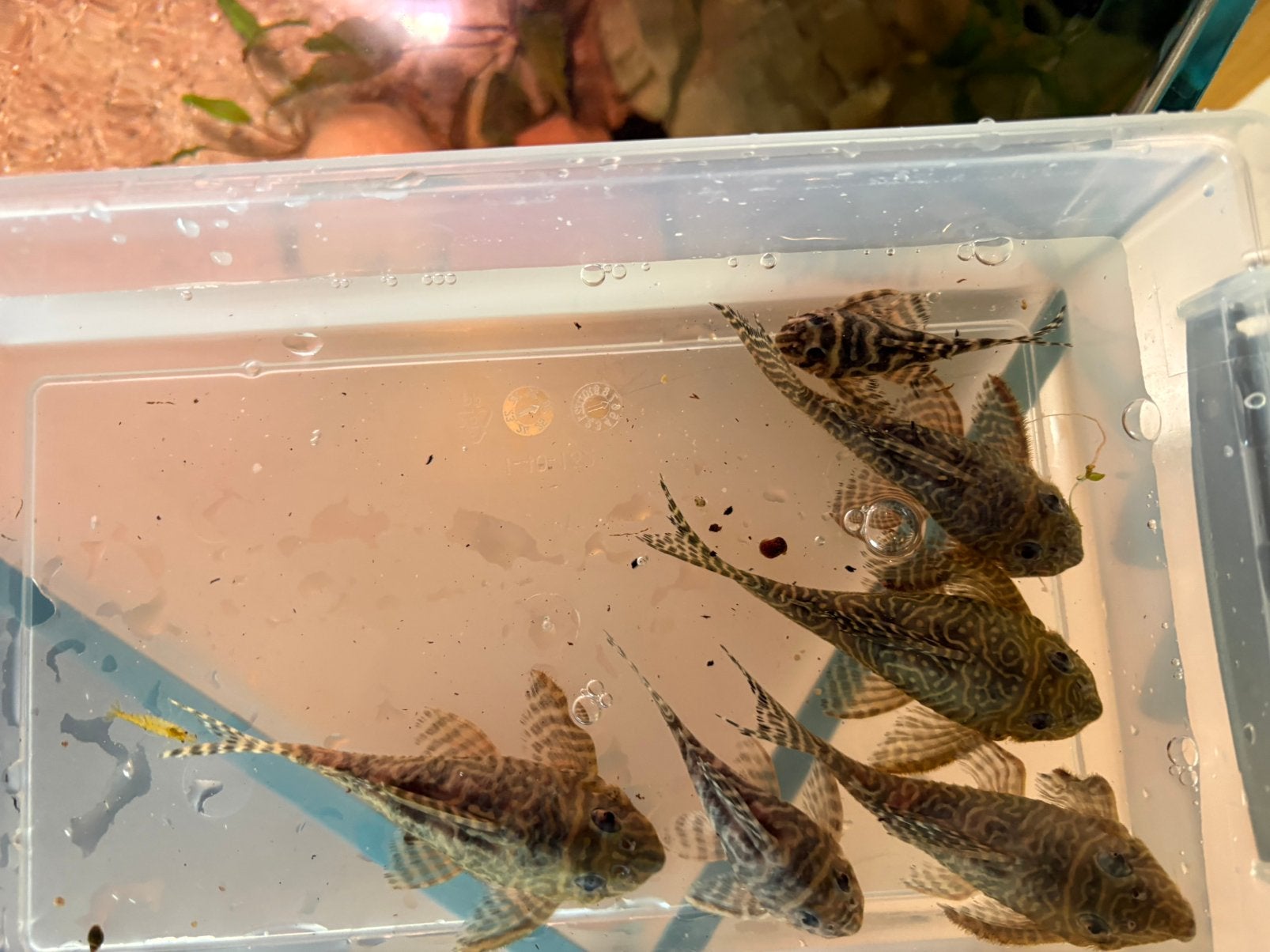 L333 pleco kweekgroep, Animaux & Accessoires, Insectes & Araignées