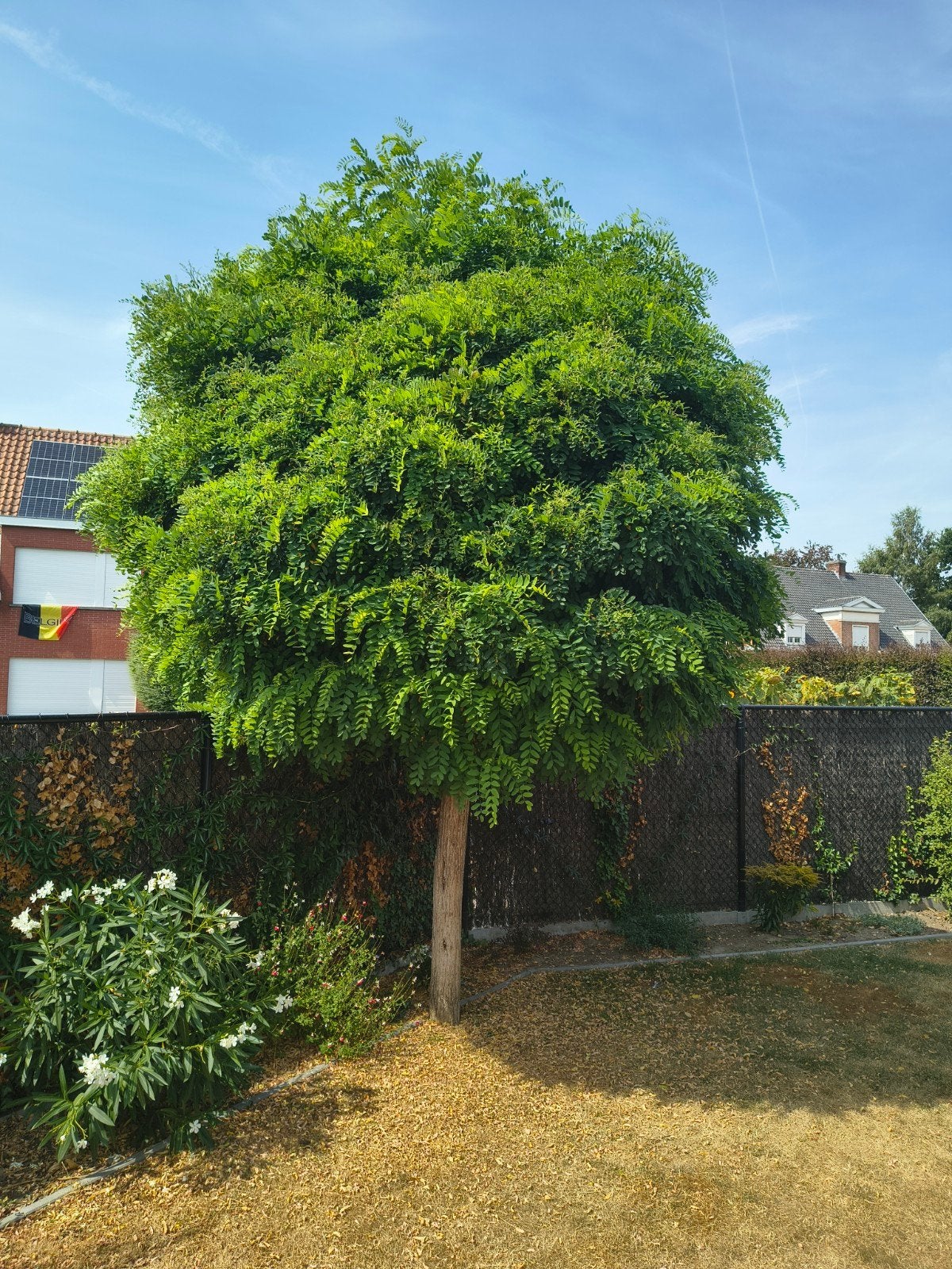 gratis 2 bomen, Enlèvement