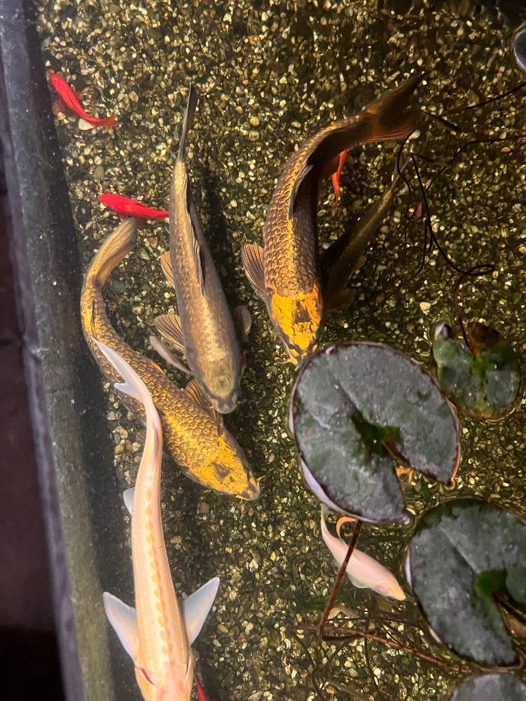 Zeer mooi ghostkoi’s, Dieren en Toebehoren, Vissen | Vijvervissen, Karper of Koi