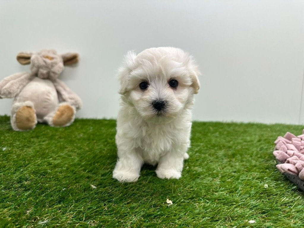 Portée de chiots Bichon Maltais, Animaux & Accessoires, Chiens | Chihuahuas & Chiens de compagnie, Bichon maltais, Plusieurs, Hépatite contagieuse (maladie de Rubarth)