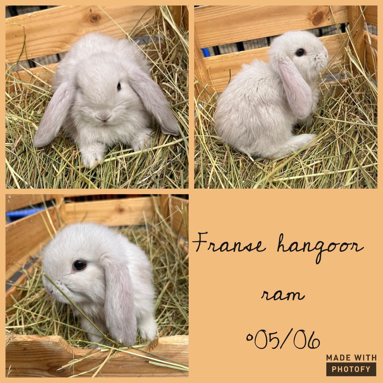 Franse Hangoor - rammetje, Dieren en Toebehoren, Konijnen, Mannelijk, Groot, Hangoor, 0 tot 2 jaar