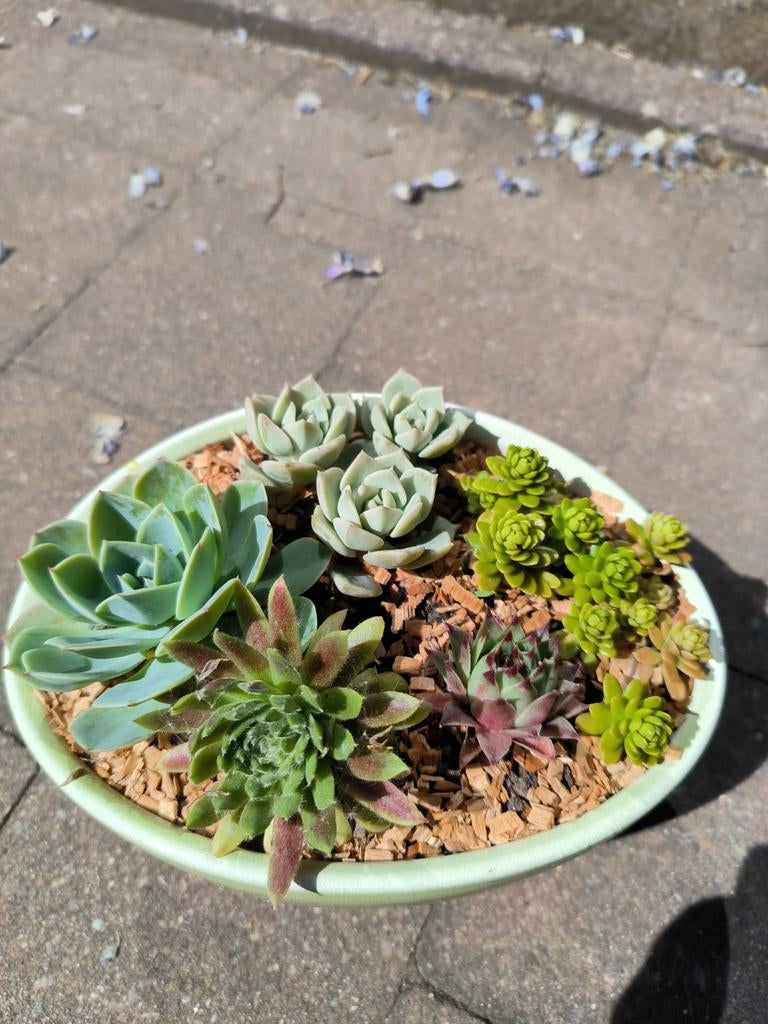 Schaaltje vetplantjes, Ophalen